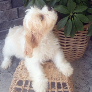 Cavachon Puppy Creek