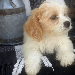 Cavachon Puppy Creek