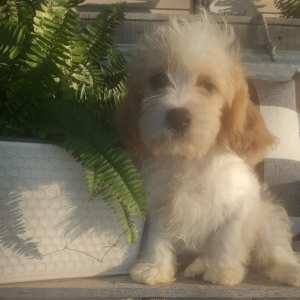 Cavachon Puppy Creek