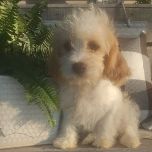 Cavachon Puppy Creek