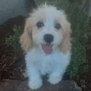 Cavachon Puppy Creek