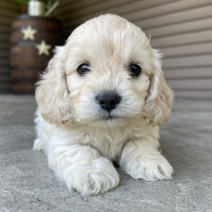 Cockapoo Puppy Jack