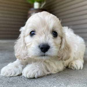 Cockapoo Puppy Jack