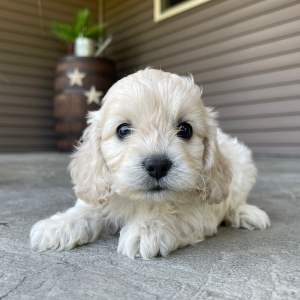 Cockapoo Puppy Jack