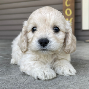 Cockapoo Puppy Jack