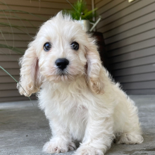Cockapoo Puppy Jack