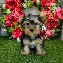 Yorkshire Terrier Puppy Taya