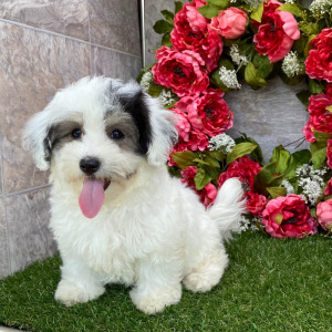 Havanese Puppy Rebecca