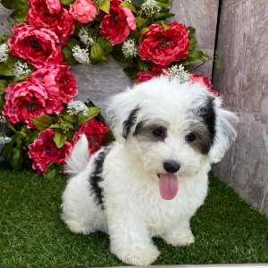 Havanese Puppy Rebecca