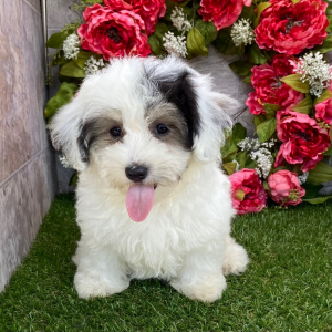 Havanese Puppy Rebecca