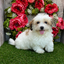 Havanese Puppy Susie
