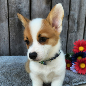Pembroke Welsh Corgi Puppy Esra