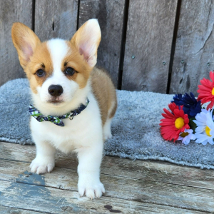 Pembroke Welsh Corgi Puppy Esra