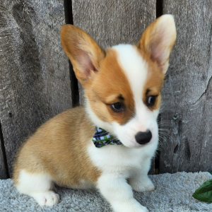 Pembroke Welsh Corgi Puppy Esra