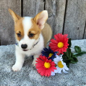 Pembroke Welsh Corgi Puppy Esra