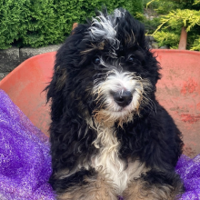 Bernedoodle Puppy Proctor