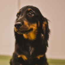 Dachshund Puppy Wilson