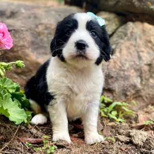 English Springer Spaniel Puppy Matina