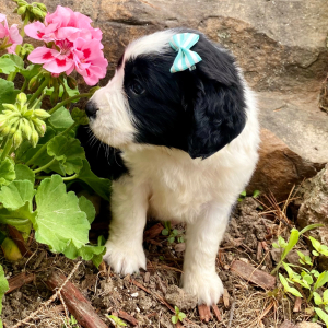 English Springer Spaniel Puppy Matina