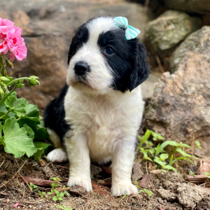 English Springer Spaniel Puppy Matina