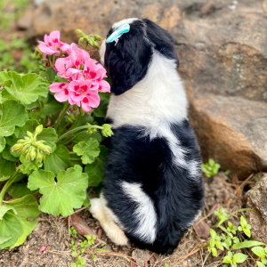 English Springer Spaniel Puppy Matina