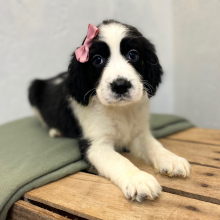 English Springer Spaniel Puppy Matina