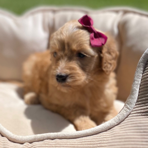 Goldendoodle Puppy Gisela