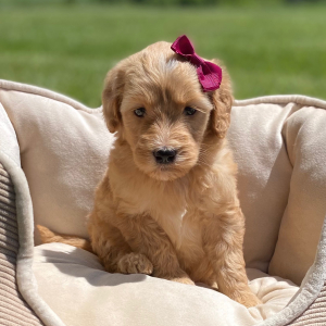 Goldendoodle Puppy Gisela