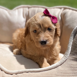 Goldendoodle Puppy Gisela
