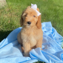 Goldendoodle Puppy Gisela