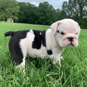 Bulldog Puppy Harper