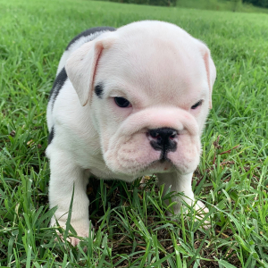 Bulldog Puppy Harper