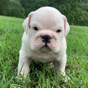 Bulldog Puppy Harper