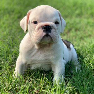 Bulldog Puppy Harper