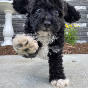 Bichonpoo Puppy Adam