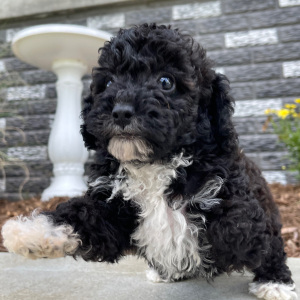 Bichonpoo Puppy Adam