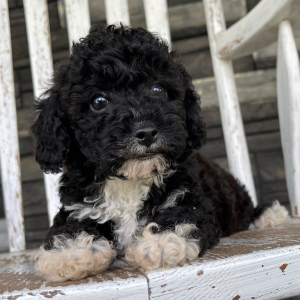 Bichonpoo Puppy Adam