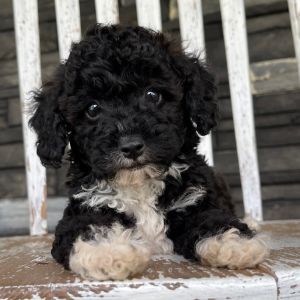 Bichonpoo Puppy Adam