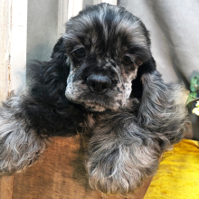 Cocker Spaniel Puppy Silver
