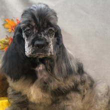 Cocker Spaniel Puppy Silver