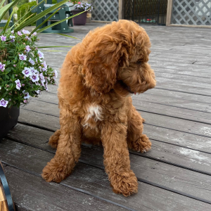 Goldendoodle Puppy Wes