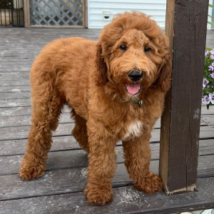 Goldendoodle Puppy Wes