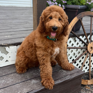 Goldendoodle Puppy Wes