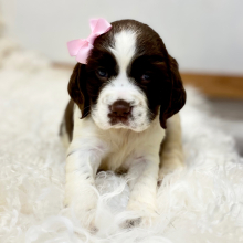 English Springer Spaniel Puppy Arielle