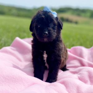 Aussiedoodle Puppy Caylee