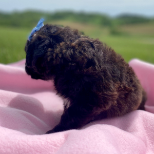 Aussiedoodle Puppy Caylee