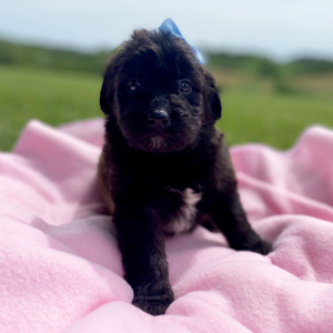 Aussiedoodle Puppy Caylee