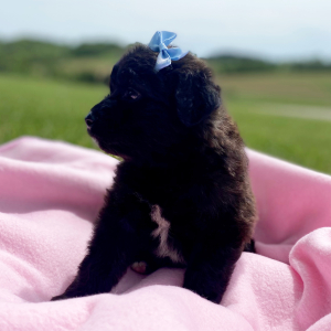 Aussiedoodle Puppy Caylee