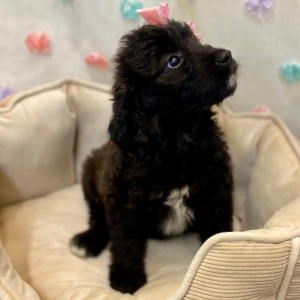 Aussiedoodle Puppy Caylee