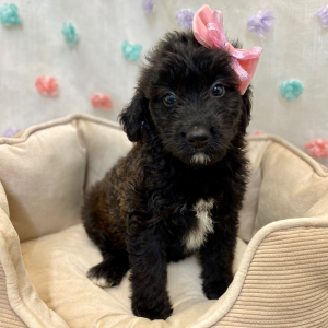 Aussiedoodle Puppy Caylee